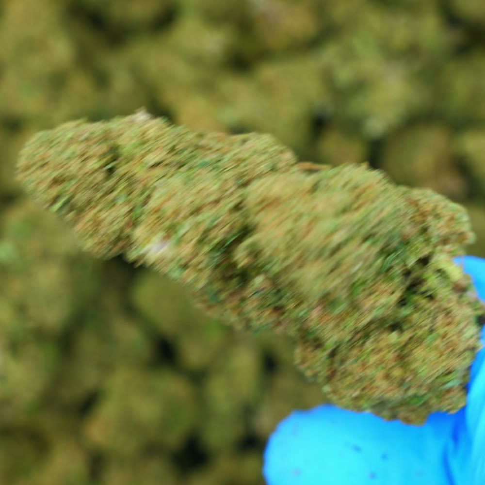 OG Kush
